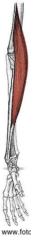 Brachioradialis muscle View Large Illustration Stock Illustration - Brachioradialis muscle. Fotosearch