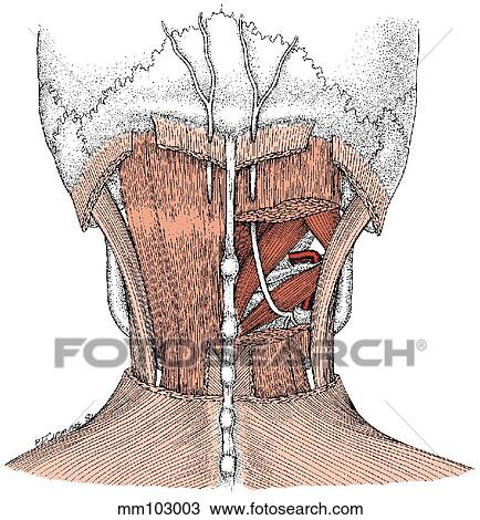 Drawing - Cervical nerve. Fotosearch