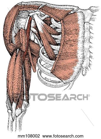 Drawing - Coracobrachialis muscle. Fotosearch