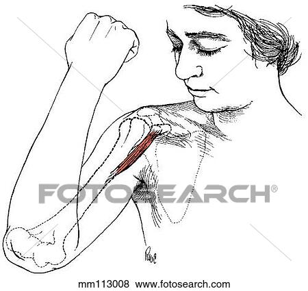 Stock Illustration - Coracobrachialis muscle. Fotosearch