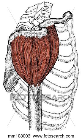 Deltoid muscle Drawing | mm108003 | Fotosearch