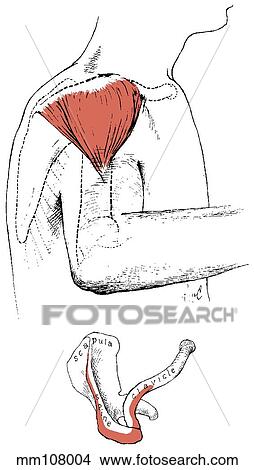 Deltoid muscle View Large Illustration Stock Illustration - Deltoid muscle. Fotosearch