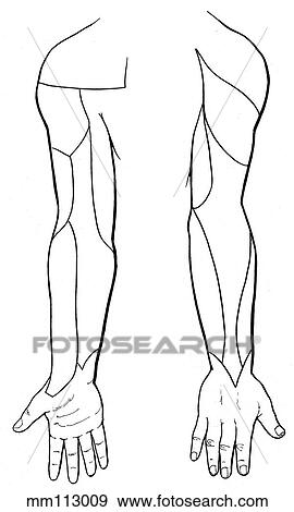 Stock Illustration - Dermatomes of upper extremity. Fotosearch