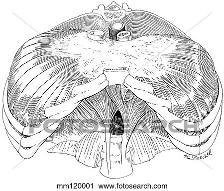 Diaphragm, thoracoabdominal View Large Illustration Clip Art - Diaphragm, thoracoabdominal. Fotosearch