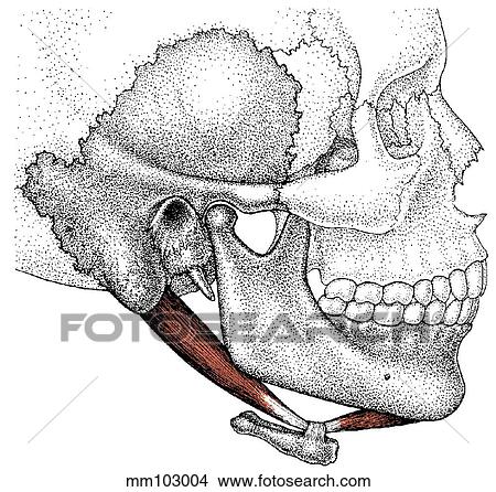 Stock Illustration - Digastric muscle. Fotosearch