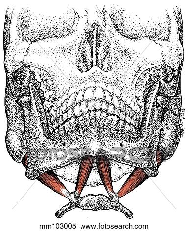 Digastric muscle View Large Illustration Stock Illustration - Digastric muscle. Fotosearch