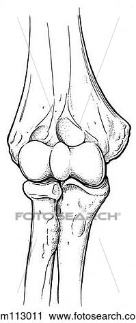 Elbow joint View Large Illustration Clip Art - Elbow joint. Fotosearch