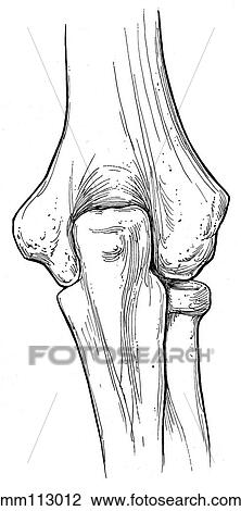 Elbow joint View Large Illustration Drawing - Elbow joint. Fotosearch