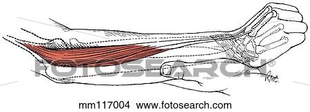 Extensor carpi radialis longus and brevis View Large Illustration Stock Illustration - Extensor carpi radialis longus and brevis. Fotosearch