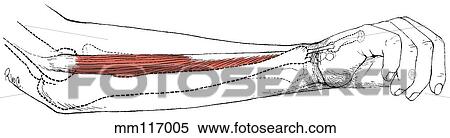 Stock Illustration - Extensor carpi ulnaris. Fotosearch