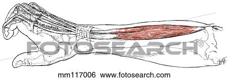 Extensor digitorum View Large Illustration Stock Illustration - Extensor digitorum. Fotosearch