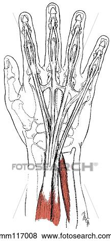 Extensor muscles of fingers View Large Illustration Stock Illustration - Extensor muscles of fingers. Fotosearch