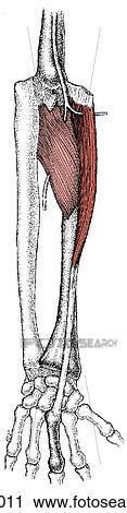Extensor muscles of hand View Large Illustration Clip Art - Extensor muscles of hand. Fotosearch