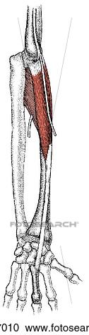 Extensor muscles of hand View Large Illustration Clipart - Extensor muscles of hand. Fotosearch