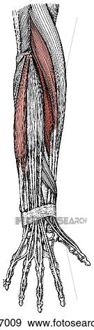 Stock Illustration - Extensor muscles of hand. Fotosearch