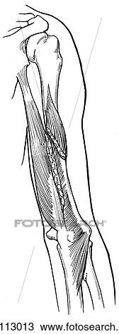 Extensor muscles of the elbow View Large Illustration Drawing - Extensor muscles of the elbow. Fotosearch