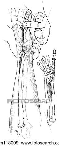 Extensor pollicis brevis muscle View Large Illustration Stock Illustration - Extensor pollicis brevis muscle. Fotosearch