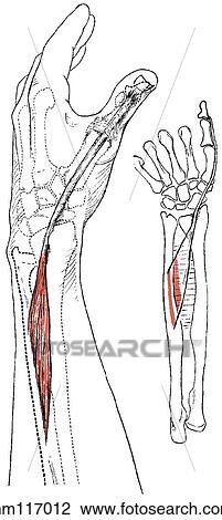 Drawing - Extensor pollicis longus. Fotosearch