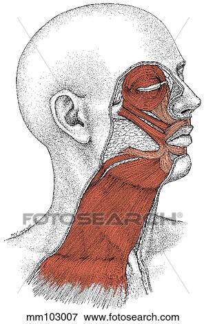 Facial muscles View Large Illustration Stock Illustration - Facial muscles. Fotosearch