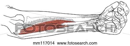 Stock Illustration - Flexor carpi radialis. Fotosearch