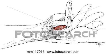 Stock Illustration - Flexor digiti minimi. Fotosearch