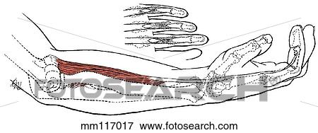 Stock Illustration - Flexor digitorum superficialis. Fotosearch