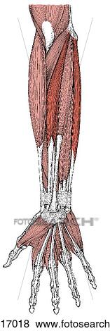 Flexor muscles, hand and fingers View Large Illustration Stock Illustration - Flexor muscles, hand and fingers. Fotosearch