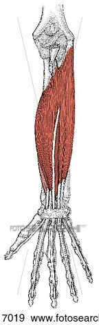 Flexor muscles, hand and fingers View Large Illustration Stock Illustration - Flexor muscles, hand and fingers. Fotosearch