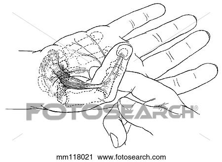 Flexor pollicis brevis muscle View Large Illustration Clip Art - Flexor pollicis brevis muscle. Fotosearch