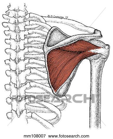 Infraspinatus muscle View Large Illustration Stock Illustration - Infraspinatus muscle. Fotosearch