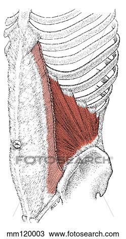 Drawing - Internal oblique muscle. Fotosearch