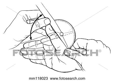Interphalangeal flexion of thumb View Large Illustration Drawing - Interphalangeal flexion of thumb. Fotosearch