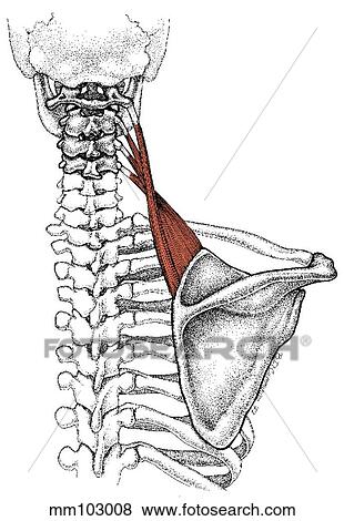 Levator 肩甲骨 筋肉 イラスト Mm Fotosearch Levator 肩甲骨 筋肉 イラスト Mm Fotosearch