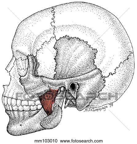 Clipart - Masseter muscle. Fotosearch