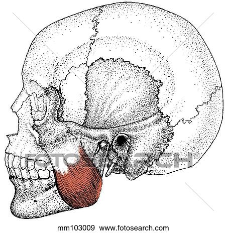 Stock Illustration - Masseter muscle. Fotosearch