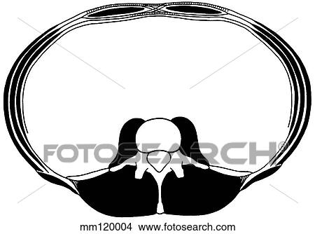 Muscles of abdomen View Large Illustration Stock Illustration - Muscles of abdomen. Fotosearch