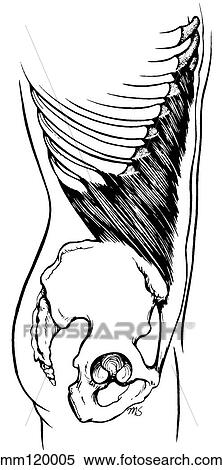 Muscles of abdomen View Large Illustration Stock Illustration - Muscles of abdomen. Fotosearch