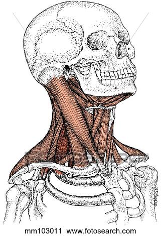 Clip Art - Neck muscles. Fotosearch