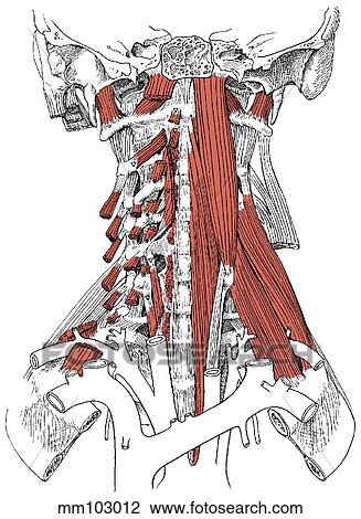 Drawing - Neck muscles. Fotosearch