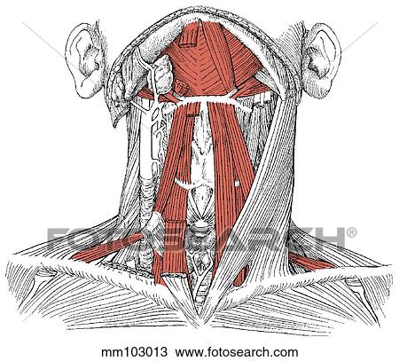 Drawing - Neck muscles. Fotosearch