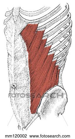 Oblicuo externo, músculo Dibujo | mm120002 | Fotosearch