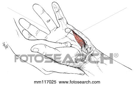 Opponens digiti minimi View Large Illustration Stock Illustration - Opponens digiti minimi. Fotosearch