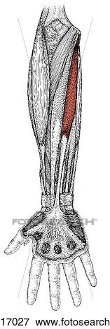 Palmaris longus muscle View Large Illustration Stock Illustration - Palmaris longus muscle. Fotosearch