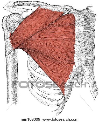 Pectoralis major muscle View Large Illustration Stock Illustration - Pectoralis major muscle. Fotosearch