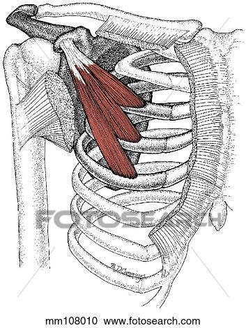 Pectoralis minor muscle View Large Illustration Clipart - Pectoralis minor muscle. Fotosearch