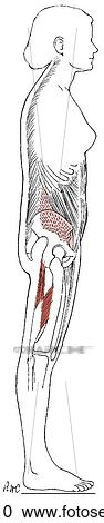 Clipart - Posture, flat-back. Fotosearch
