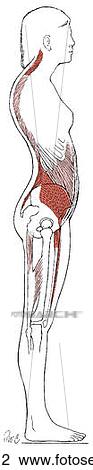 Drawing - Posture, kyphotic-lordotic. Fotosearch