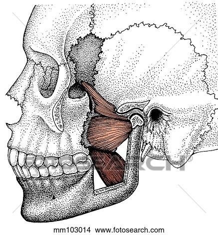Stock Illustration - Pterygoid muscle. Fotosearch