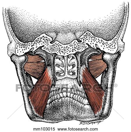 Stock Illustration - Pterygoid muscle. Fotosearch