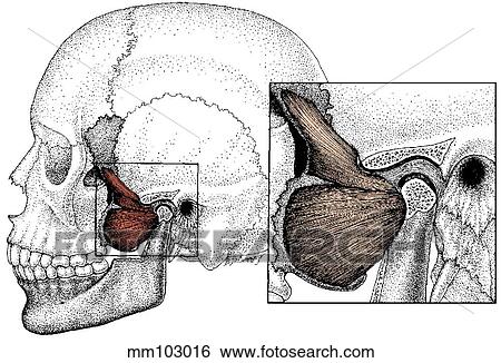 Stock Illustration - Pterygoid muscle. Fotosearch